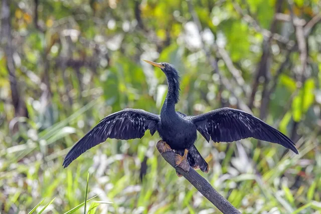 Very large dark waterbird with long yellow bill and spread wings.