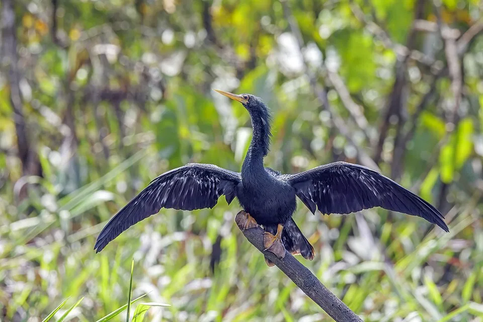 Very large dark waterbird with long yellow bill and spread wings.