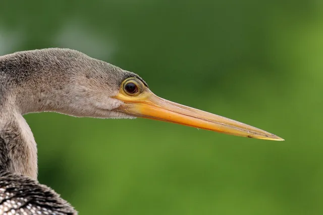 Very large dark waterbird with long yellow bill.