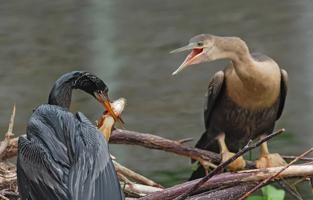 Pair of very large dark waterbirds with long yellow bills