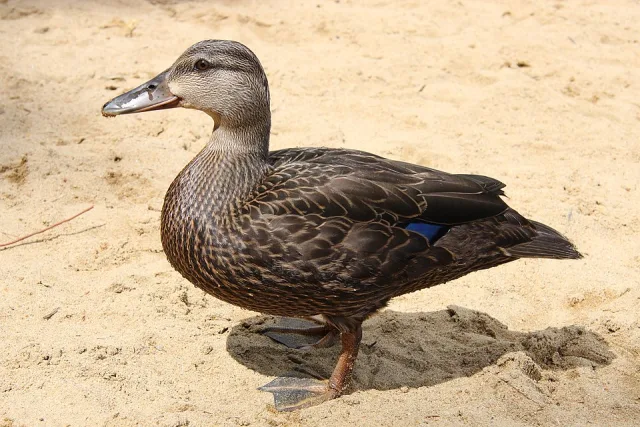 Plain duck with dark plumage and thin stripes along the crown.