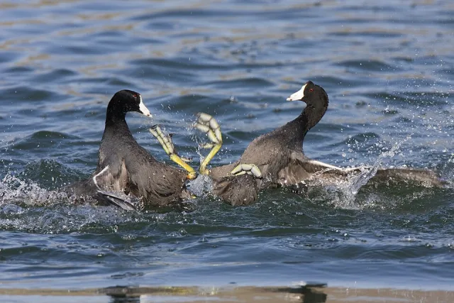 Pair of small dark water birds with white bills and large pale feet. Th