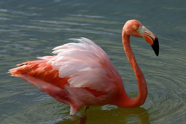 Large bright pink waterbird with thick hooked bill.