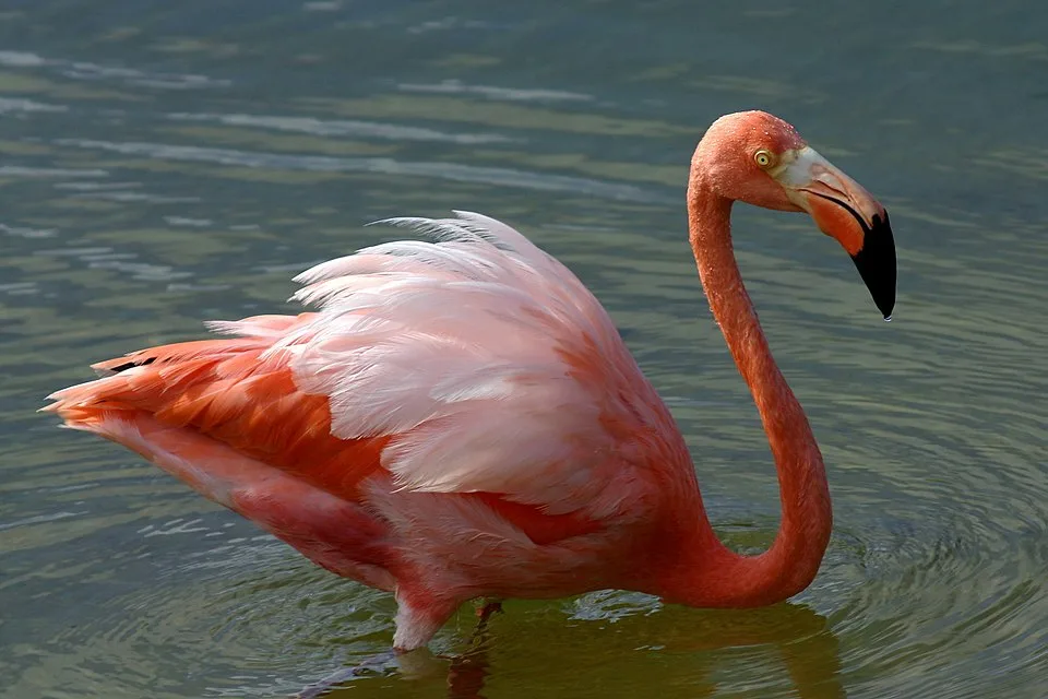 Large bright pink waterbird with thick hooked bill.