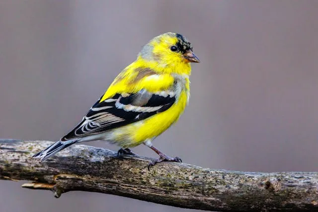 Bright yellow finch with black cap.