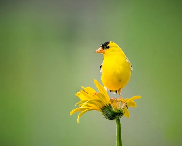 Bright yellow finch with black cap.