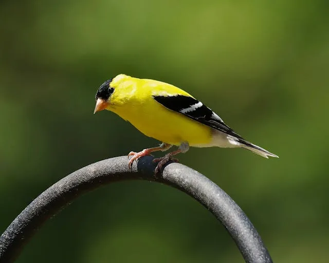 Bright yellow finch with black cap.