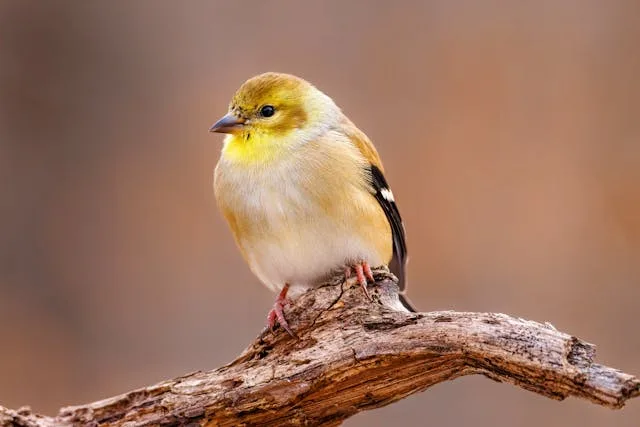 Drab looking finch with pale breast.