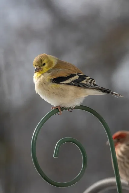 Drab looking finch with pale breast.