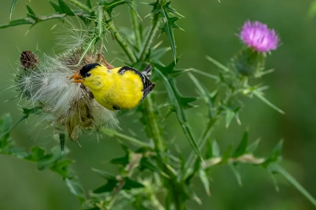 Bright yellow finch with black cap.