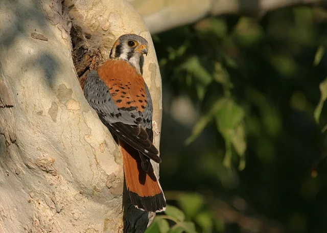 Brightly colored very small bird of prey with brown, gray and cream body and striking black and white facial stripes.