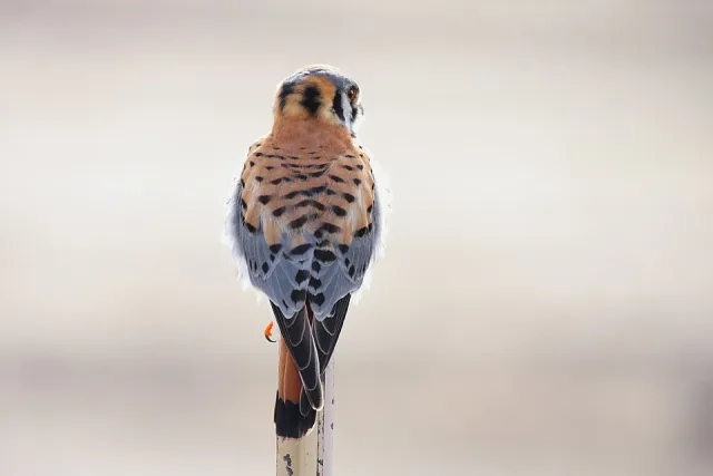 Brightly colored very small bird of prey with brown, gray and cream body and striking black and white facial stripes.