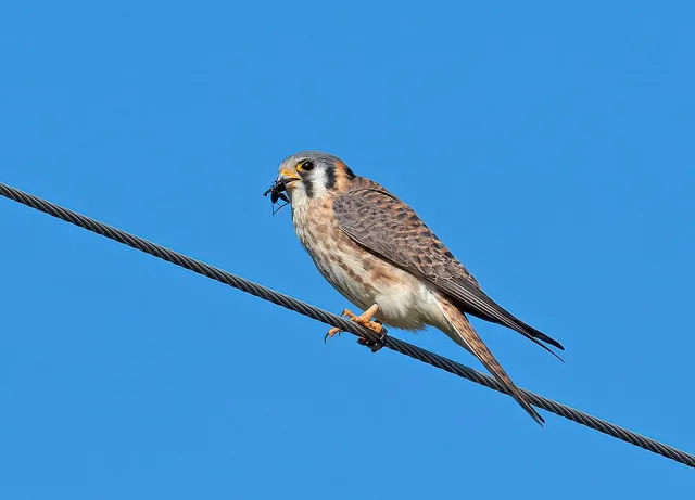 Brightly colored very small bird of prey with brown, gray and cream body and striking black and white facial stripes.