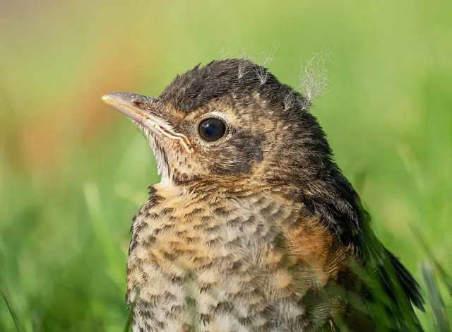 Small robin fledgling with fluffy brown and cream fethers.