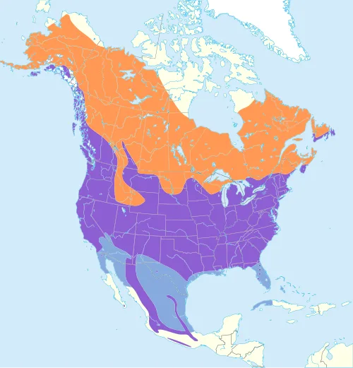 Map showing the range of the American Robin