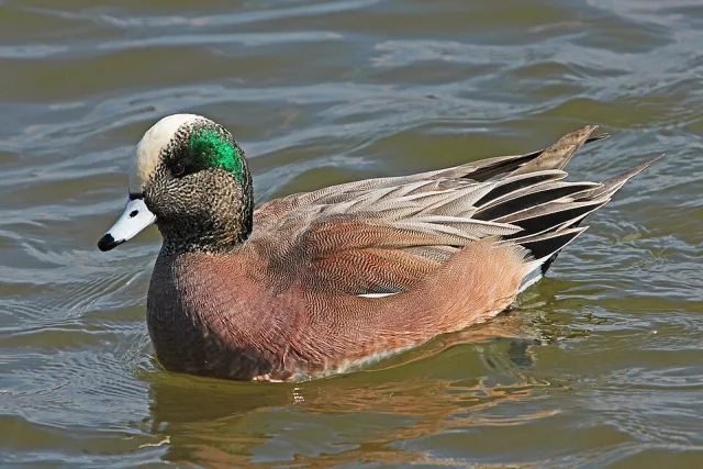 Small brown duck with green stripe through the eye and tan crown.