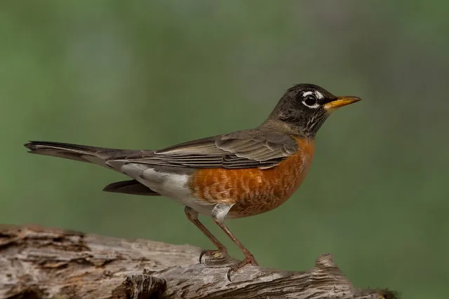Large thrush like bird with dark brown back and red/orange breast.