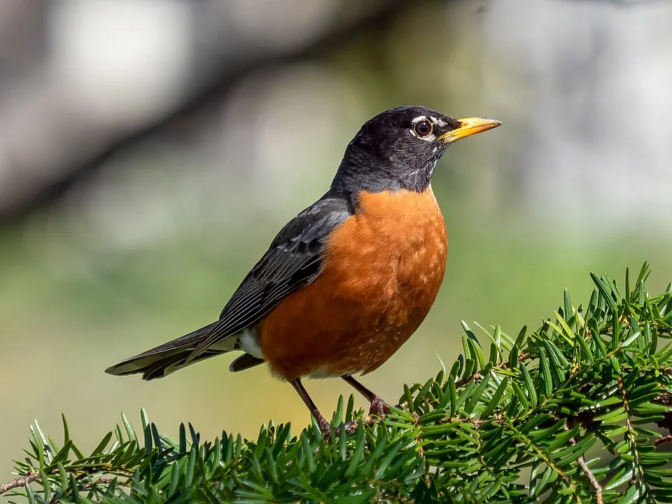 Large thrush like bird with dark brown back and red/orange breast.