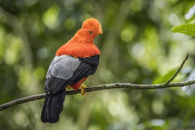 Brilliant red bird with odd crest running between the eyes.
