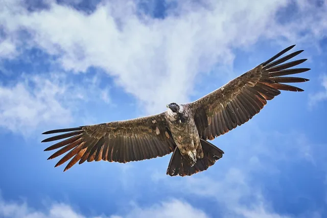 Huge dark eagle like bird with feathered wingtips.