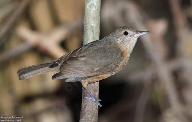 Brown bird with pale throat and rufous belly.