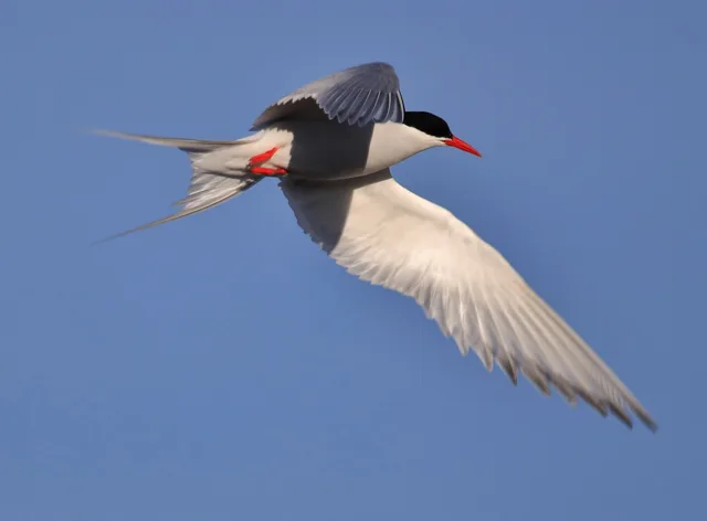 Elegant pale gray tern with black cap and red bill.