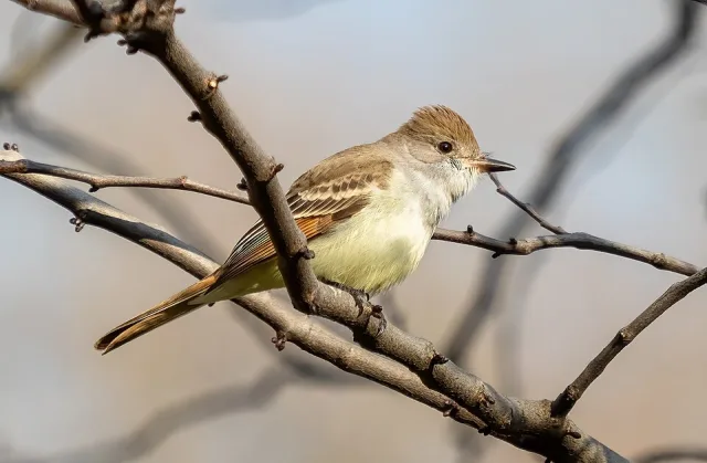Large flycatcher bird with yellow belly and gray throat.