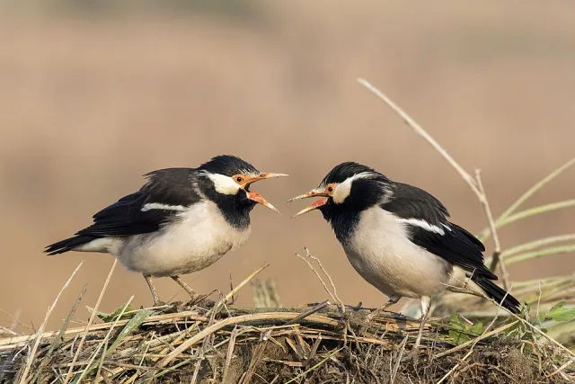 Black and white starlings with orange bills.