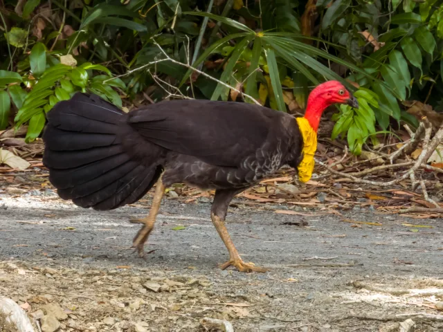 Dark pheasant like bird with bright red neck and yellow cowl.