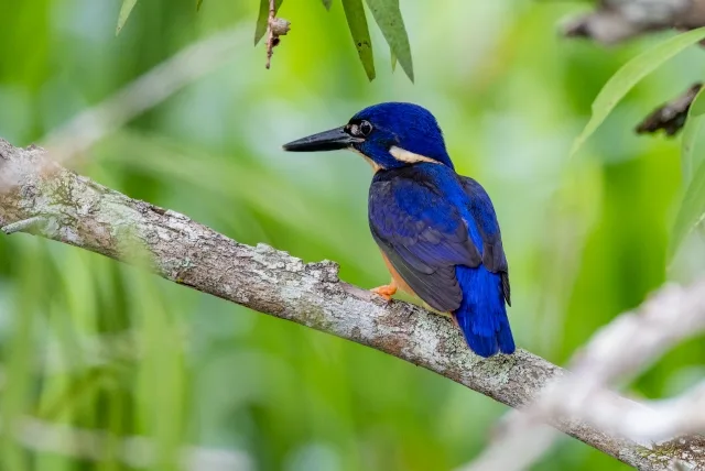 Small kingfisher with brilliant dark blue back and white ear.