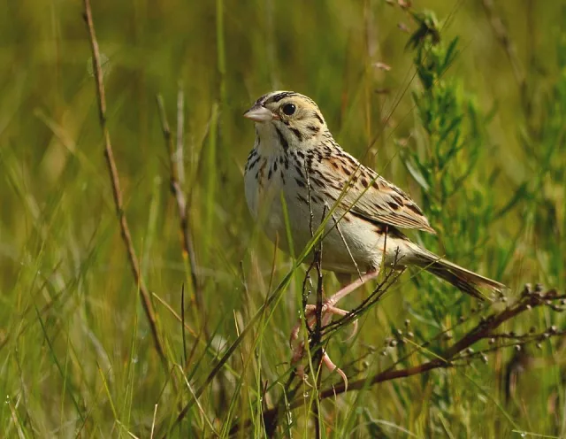 Large streaky brown and cream sparrow.