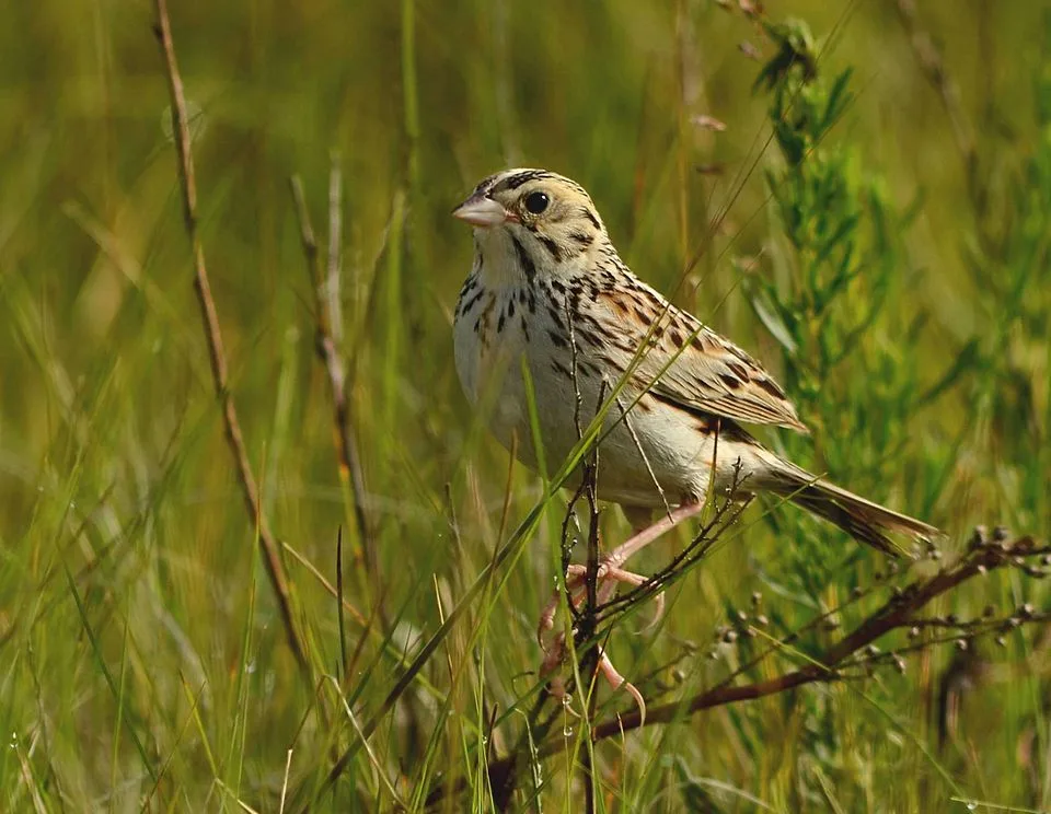 Large streaky brown and cream sparrow.