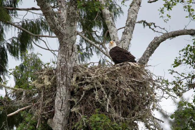 Huge eagle sitting in a massive nest.