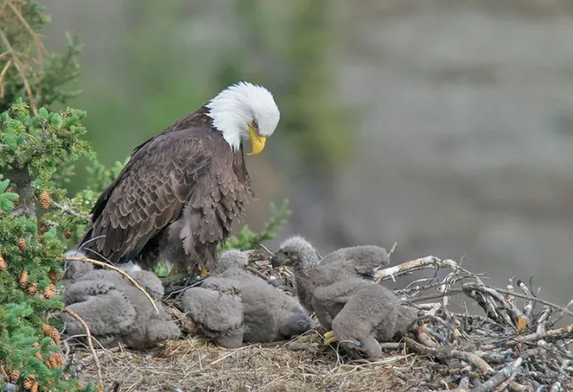 Bald Eagle in a nest with several half grown chicks.