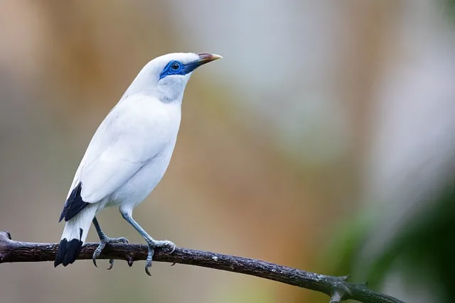 White starling with blue eye and red bill.