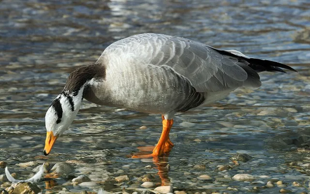 Gray goose with orange lags and bill and black and white striped head.