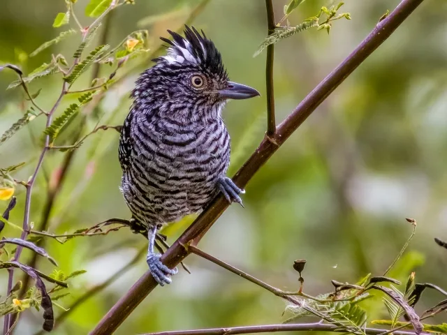 Large headed black and white patterned bird.
