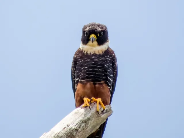 Dark, tiny bird of prey with white collar and rufous belly.