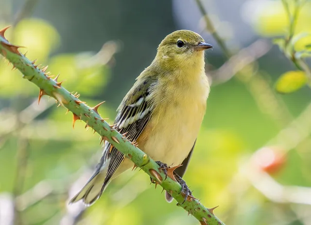 Plain small songbird with pale belly and olive green back.