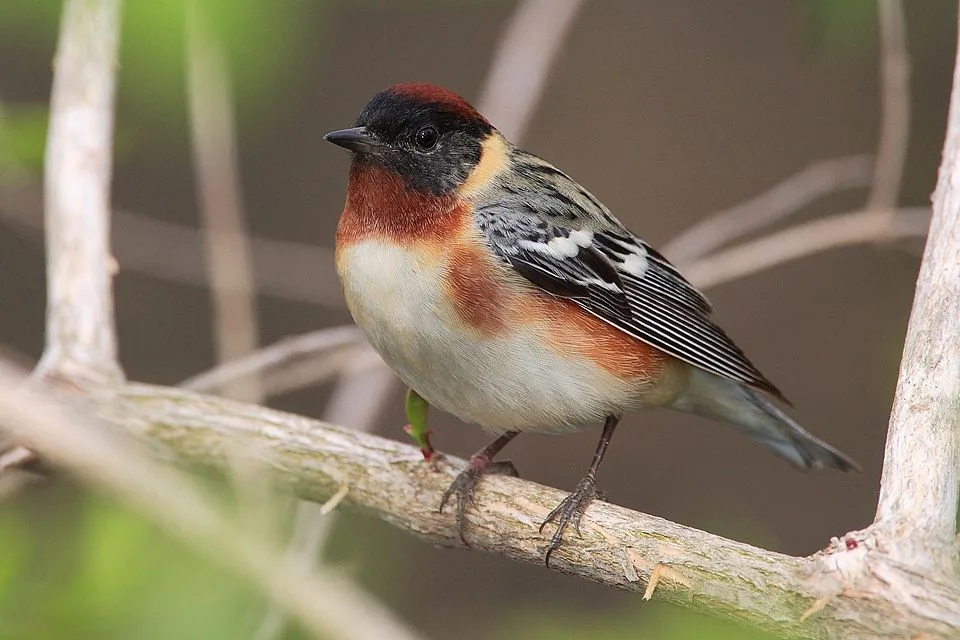 Small songbird with pale belly, red and brown upperparts and black face.