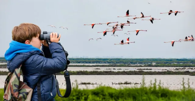 A child bird watching