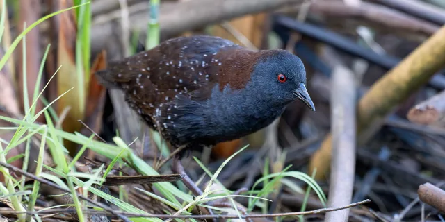 Tiny dark waterbird with black spotted back, blue head and red eye.