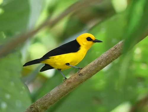 Bright yellow bird with black back