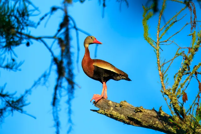Brown duck with gray head, red bill and black belly.