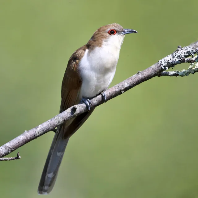 Large brown bird with pale front and red eye ring.