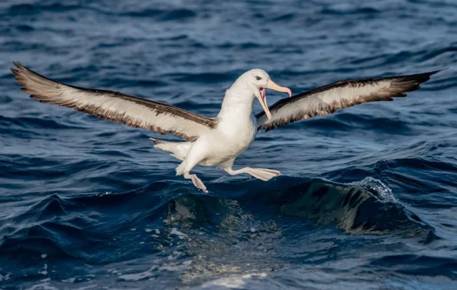 Huge white waterbird with black wingtips, pink bill and black eyebrow.