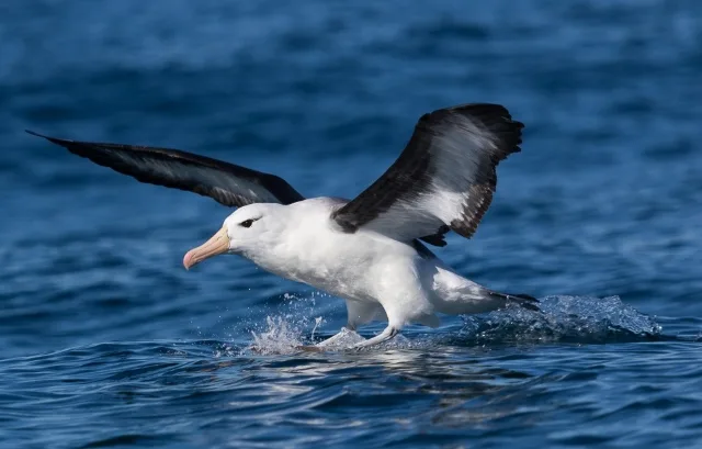 Huge white waterbird with black wingtips, pink bill and black eyebrow.