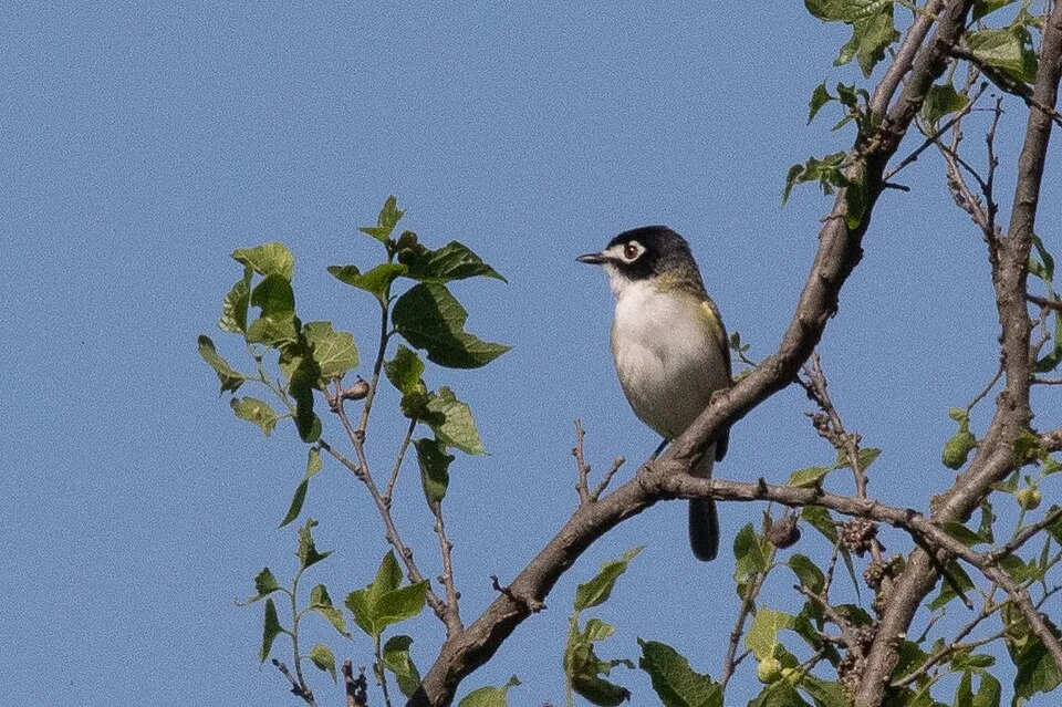 Small songbird with pale underparts, black cap and white eye patch.