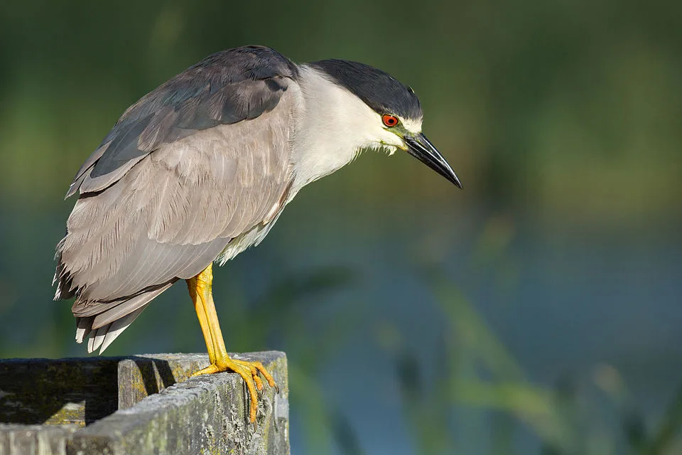Squat gray and black heron with a red eye.