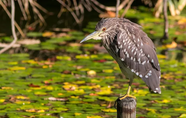 Young squat heron with white spotted brown plumage.